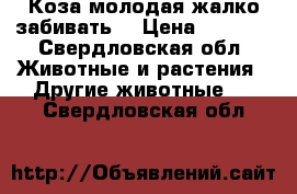 Коза молодая жалко забивать  › Цена ­ 5 000 - Свердловская обл. Животные и растения » Другие животные   . Свердловская обл.